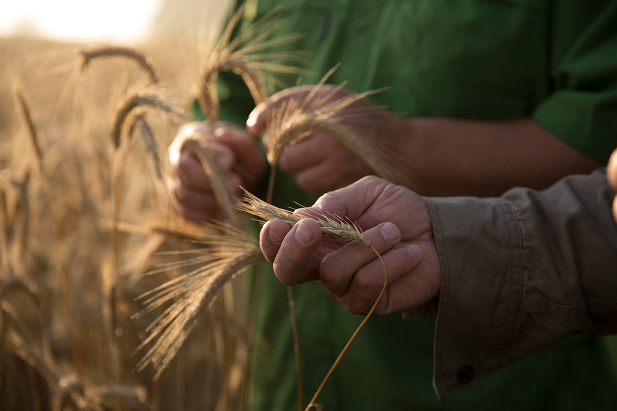 Hands spike wheat