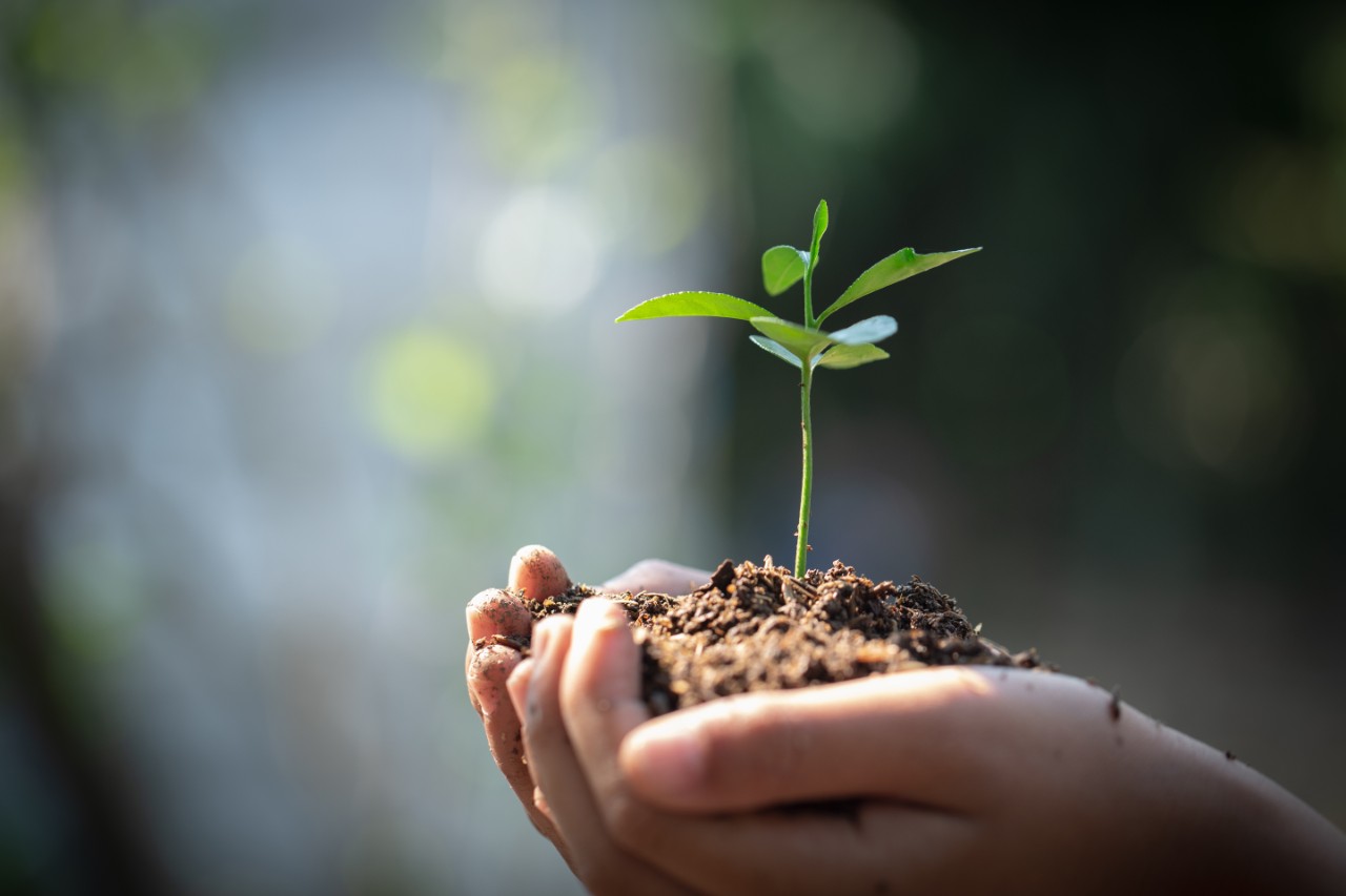 A closed hand holding a small piece of land with a young tree growing from it